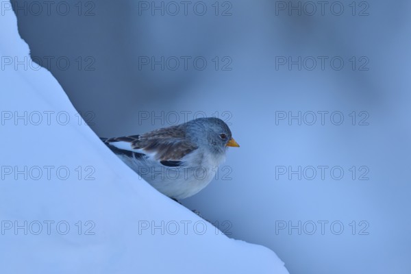 A bird on a snow-covered blue slope, snow finch (Montifringilla nivalis), Gemmi Pass, Leukerbad, Leuk, Valais, Switzerland