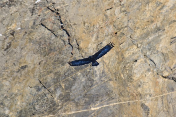 An eagle flies over a rugged, rocky landscape, its wings spread out in the current, Golden Eagle (Aquila chrysaetos), adult, Gemmi Pass, Leukerbad, Leuk, Valais, Switzerland