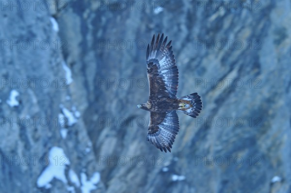 An eagle in its element, high up in the sky, with the rocky landscape below, golden eagle (Aquila chrysaetos), adult, Gemmi Pass, Leukerbad, Leuk, Valais, Switzerland
