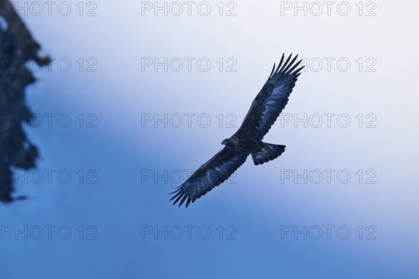 An eagle soars majestically over the cliffs, the sky as a colourful backdrop, golden eagle (Aquila chrysaetos), adult, Gemmi Pass, Leukerbad, Leuk, Valais, Switzerland