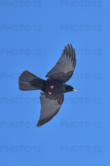 A black bird flies with wide-spread wings in the clear blue sky, Alpine chough (Pyrrhocorax graculus), Gemmi Pass, Leukerbad, Leuk, Valais, Switzerland