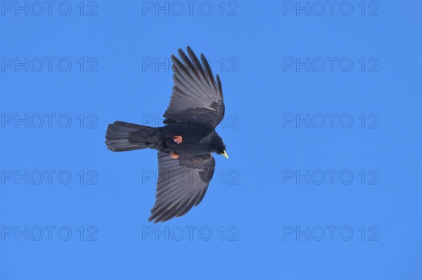 A black bird flies in the clear sky with outstretched wings, Alpine chough (Pyrrhocorax graculus), Gemmi Pass, Leukerbad, Leuk, Valais, Switzerland