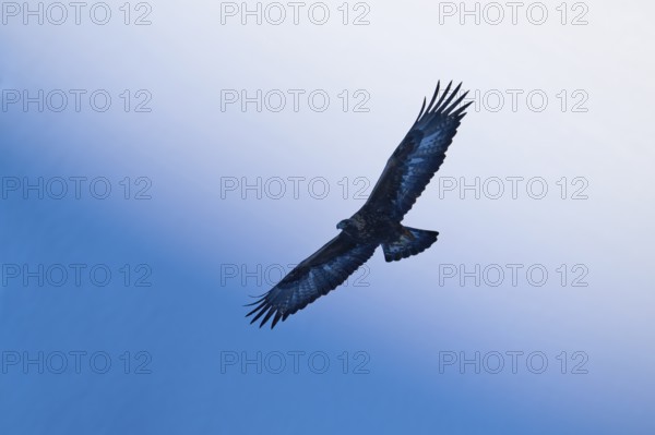 A majestic eagle spreads its wings and soars through the wide blue sky, Golden Eagle (Aquila chrysaetos), adult, Gemmi Pass, Leukerbad, Leuk, Valais, Switzerland