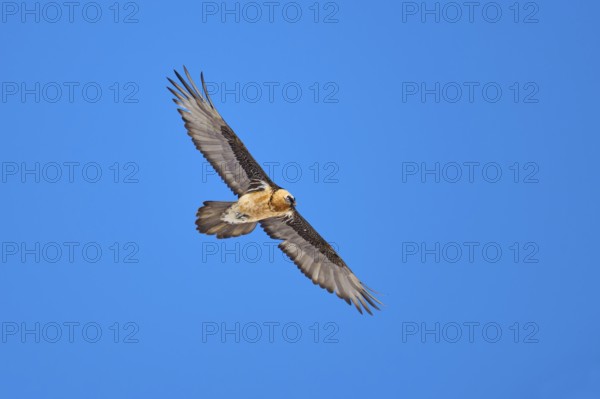 A bearded vulture soars majestically in the blue sky, bearded vulture (Gypaetus barbatus), Gemmi Pass, Leukerbad, Leuk, Valais, Switzerland