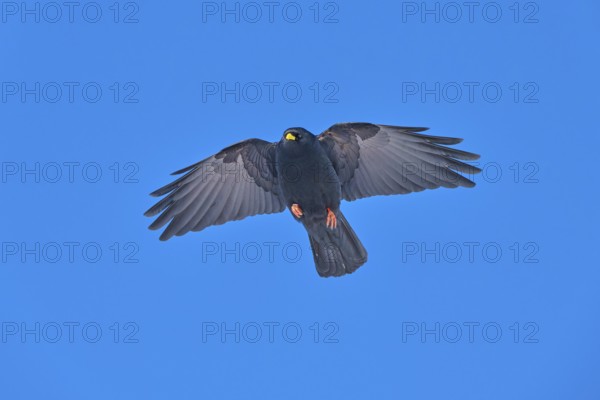 A black bird flying head-on with outstretched wings under a blue sky, Alpine chough (Pyrrhocorax graculus), Gemmi Pass, Leukerbad, Leuk, Valais, Switzerland