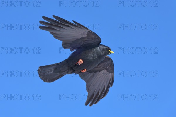 A black bird soars majestically in the blue sky, Alpine chough (Pyrrhocorax graculus), Gemmi Pass, Leukerbad, Leuk, Valais, Switzerland