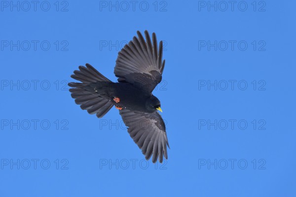 Black feathered bird with outstretched wings flying in the blue sky, Alpine chough (Pyrrhocorax graculus), Gemmi Pass, Leukerbad, Leuk, Valais, Switzerland