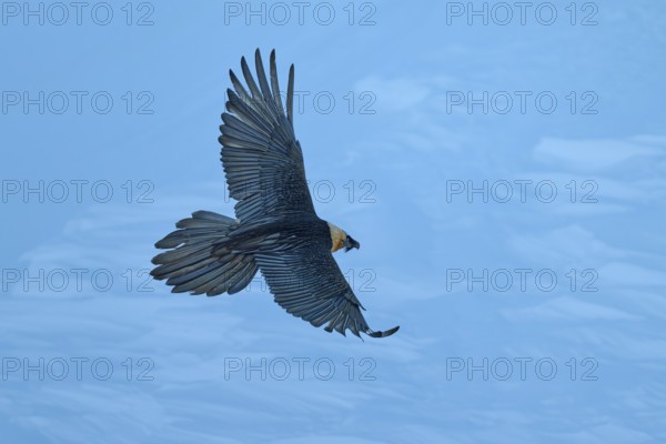 A bird in flight with wings outstretched against a blue background, bearded vulture (Gypaetus barbatus), Gemmi Pass, Leukerbad, Leuk, Valais, Switzerland