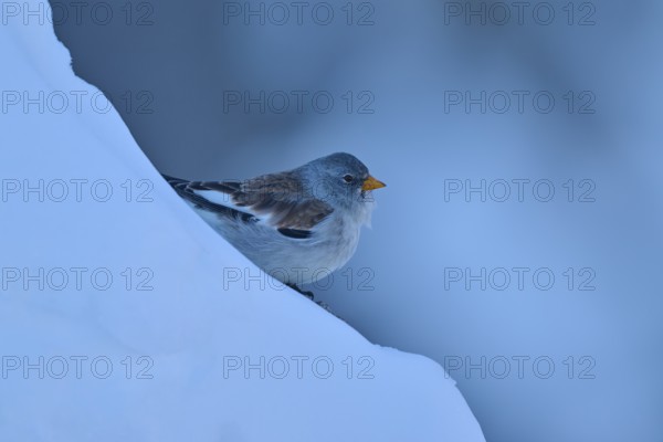 Bird on snow-covered blue ground in winter, snow finch (Montifringilla nivalis), Gemmi Pass, Leukerbad, Leuk, Valais, Switzerland