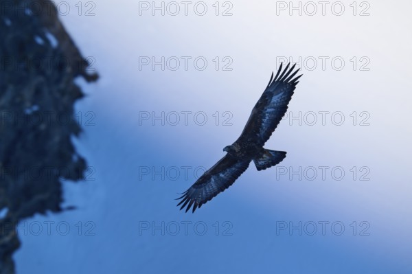 A flying eagle in front of a large-scale sky, close to the rocky landscape, Golden Eagle (Aquila chrysaetos), adult, Gemmi Pass, Leukerbad, Leuk, Valais, Switzerland