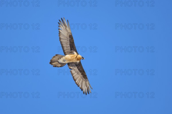 A bearded vulture in full flight in front of a bright blue sky, bearded vulture (Gypaetus barbatus), Gemmi Pass, Leukerbad, Leuk, Valais, Switzerland