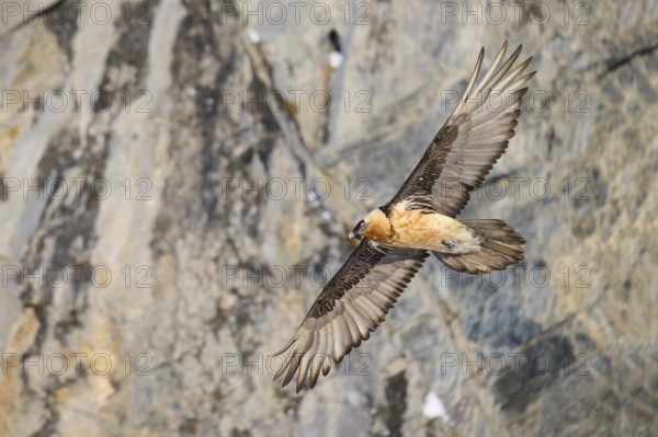 A bearded vulture flies past a jagged rock face, bearded vulture (Gypaetus barbatus), Gemmi Pass, Leukerbad, Leuk, Valais, Switzerland