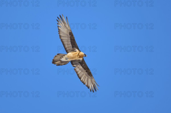 A bearded vulture gliding freely through the clear sky, bearded vulture (Gypaetus barbatus), Gemmi Pass, Leukerbad, Leuk, Valais, Switzerland