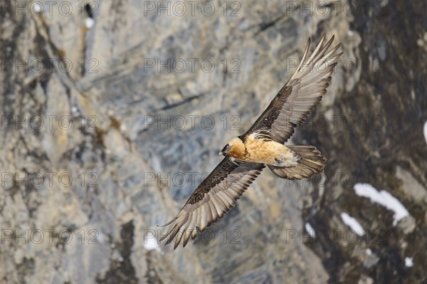 A bearded vulture flies along a rocky wall, bearded vulture (Gypaetus barbatus), Gemmi Pass, Leukerbad, Leuk, Valais, Switzerland