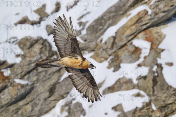 A bearded vulture flies over rocky, snow-covered terrain, bearded vulture (Gypaetus barbatus), Gemmi Pass, Leukerbad, Leuk, Valais, Switzerland