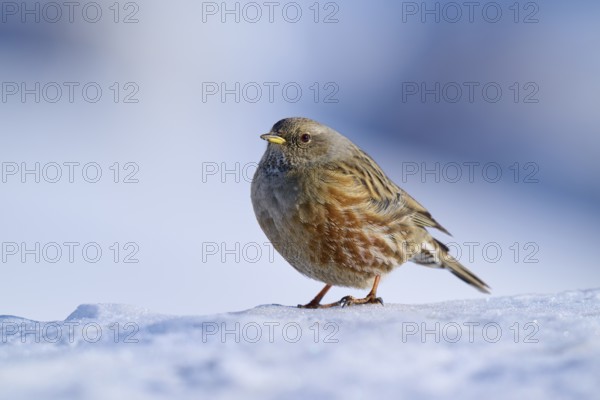 Bird on snow, blurred background, wintry feeling, Alpine Accentor (Prunella collaris), Gemmi Pass, Leukerbad, Leuk, Valais, Switzerland