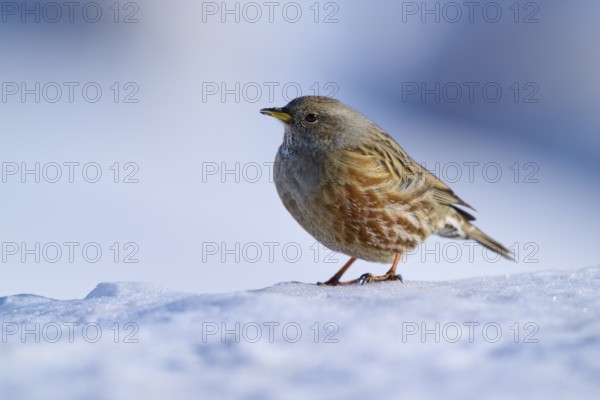 Bird standing on snow with blurred background, Alpine Accentor (Prunella collaris), Gemmi Pass, Leukerbad, Leuk, Valais, Switzerland