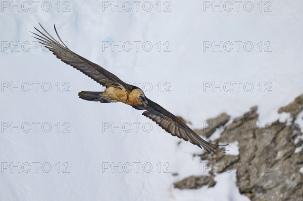 A bearded vulture flies close to snow-covered rocks, bearded vulture (Gypaetus barbatus), Gemmi Pass, Leukerbad, Leuk, Valais, Switzerland