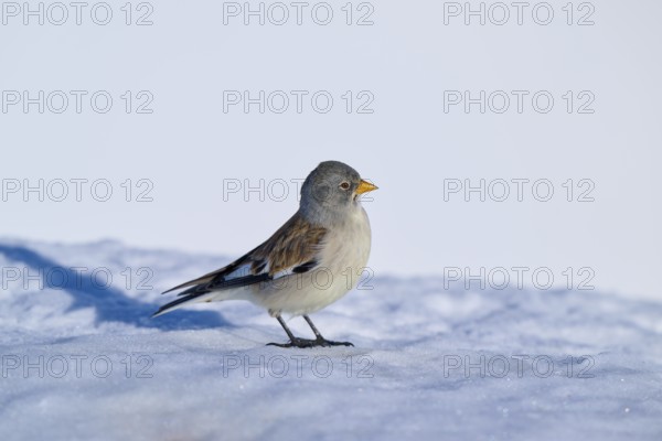 A bird standing on a snow-covered surface in the open air, Snowfinch (Montifringilla nivalis), Gemmi Pass, Leukerbad, Leuk, Valais, Switzerland