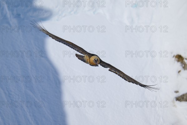A bearded vulture flies over a snow-covered landscape, bearded vulture (Gypaetus barbatus), Gemmi Pass, Leukerbad, Leuk, Valais, Switzerland