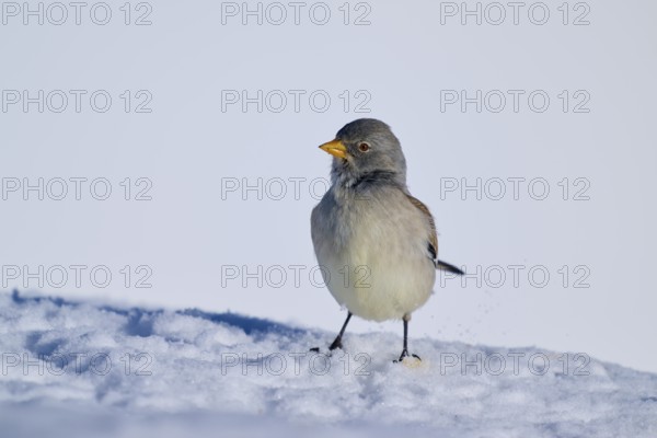 A bird standing on snow, with a neutral background, Snowfinch (Montifringilla nivalis), Gemmi Pass, Leukerbad, Leuk, Valais, Switzerland
