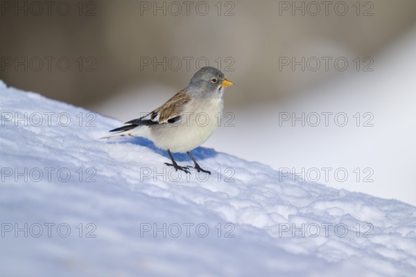 A bird sitting on a snow-covered slope in nature, Snowfinch (Montifringilla nivalis), Gemmi Pass, Leukerbad, Leuk, Valais, Switzerland