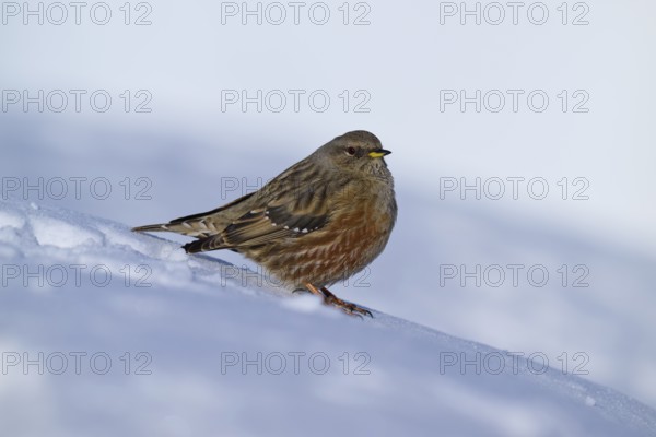 Small bird on snow-covered ground in winter, Alpine Accentor (Prunella collaris), Gemmi Pass, Leukerbad, Leuk, Valais, Switzerland