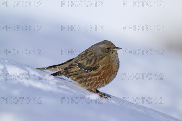 Brown bird sitting on snow, wintry mood, Alpine Accentor (Prunella collaris), Gemmi Pass, Leukerbad, Leuk, Valais, Switzerland