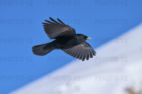 A black bird flies over a snow-covered landscape in the blue sky, Alpine chough (Pyrrhocorax graculus), Gemmi Pass, Leukerbad, Leuk, Valais, Switzerland