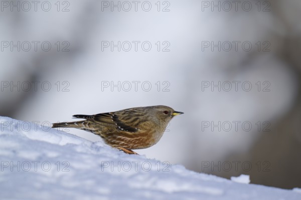 Small bird on snow slope, wintry ambience, Alpine Accentor (Prunella collaris), Gemmi Pass, Leukerbad, Leuk, Valais, Switzerland