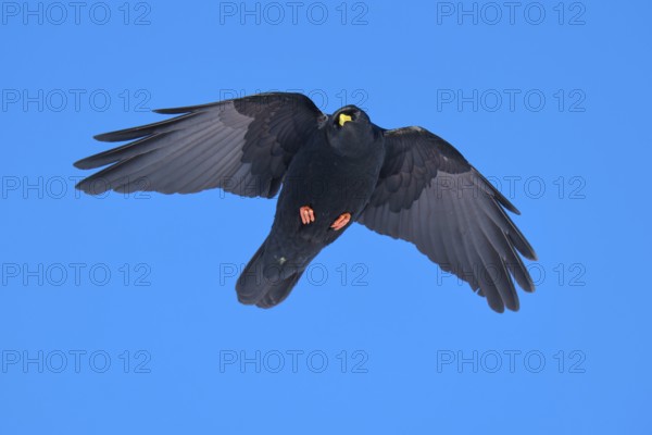 Black bird hovering calmly in the clear blue sky with open wings, Alpine chough (Pyrrhocorax graculus), Gemmi Pass, Leukerbad, Leuk, Valais, Switzerland