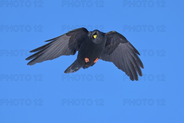 A black bird hovers with outstretched wings in the blue sky, Alpine chough (Pyrrhocorax graculus), Gemmi Pass, Leukerbad, Leuk, Valais, Switzerland