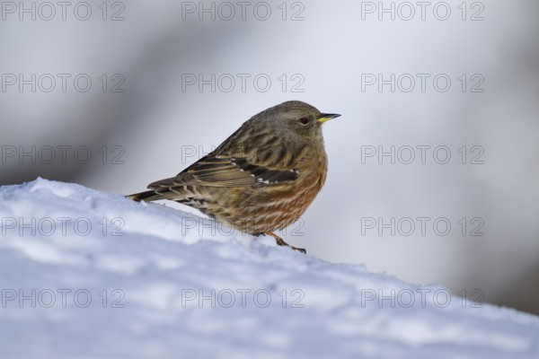 Bird sitting on snow-covered ground in winter, Alpine Accentor (Prunella collaris), Gemmi Pass, Leukerbad, Leuk, Valais, Switzerland