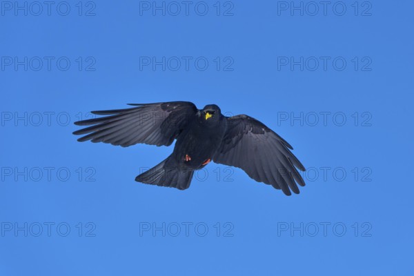 A black bird flies with outstretched wings in the blue sky, Alpine chough (Pyrrhocorax graculus), Gemmi Pass, Leukerbad, Leuk, Valais, Switzerland
