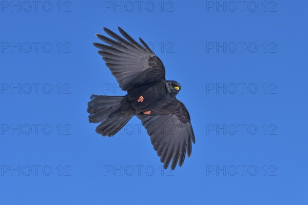Black bird with open wings in full flight against a blue sky, Alpine chough (Pyrrhocorax graculus), Gemmi Pass, Leukerbad, Leuk, Valais, Switzerland