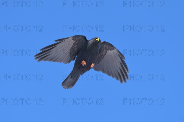 Black bird with outstretched wings flying in the clear sky, Alpine chough (Pyrrhocorax graculus), Gemmi Pass, Leukerbad, Leuk, Valais, Switzerland