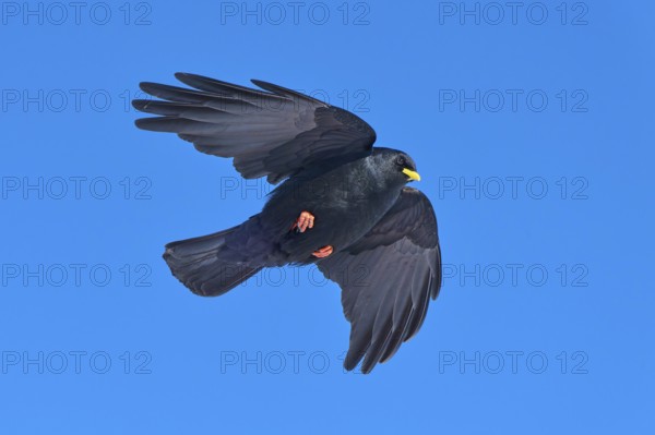 A black bird flies high in the sky and spreads its wings, Alpine chough (Pyrrhocorax graculus), Gemmi Pass, Leukerbad, Leuk, Valais, Switzerland