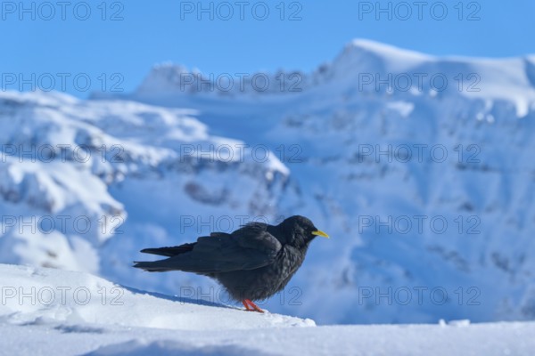 A black bird sitting on snow-covered ground against a mountainous winter backdrop, Alpine chough (Pyrrhocorax graculus), Gemmi Pass, Leukerbad, Leuk, Valais, Switzerland