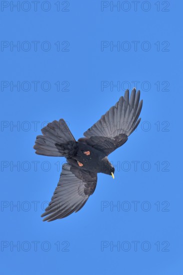 Black bird in flight against a bright blue sky with outstretched wings, Alpine chough (Pyrrhocorax graculus), Gemmi Pass, Leukerbad, Leuk, Valais, Switzerland