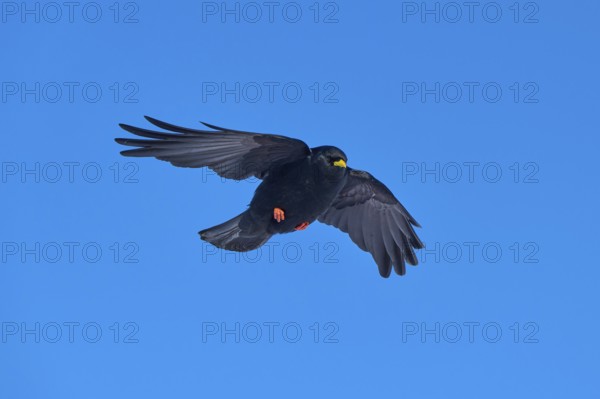 Black bird hovering in the blue sky with outstretched wings, Alpine chough (Pyrrhocorax graculus), Gemmi Pass, Leukerbad, Leuk, Valais, Switzerland
