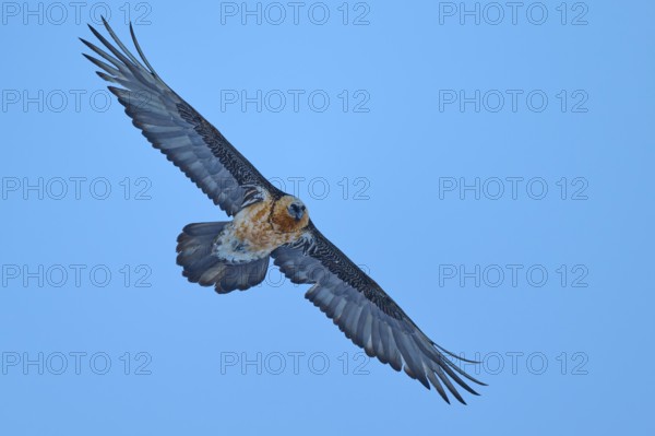 An elegant bearded vulture soars with open wings against a clear blue sky, bearded vulture (Gypaetus barbatus), Gemmi Pass, Leukerbad, Leuk, Valais, Switzerland