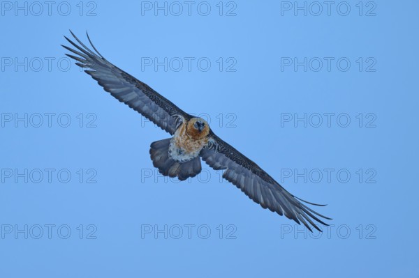 A bearded vulture with outstretched wings flies majestically in the blue sky, bearded vulture (Gypaetus barbatus), Gemmi Pass, Leukerbad, Leuk, Valais, Switzerland