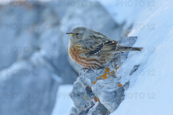 A bird sitting on a cold, snow-covered rock with lichen, Alpine Accentor (Prunella collaris), Gemmi Pass, Leukerbad, Leuk, Valais, Switzerland