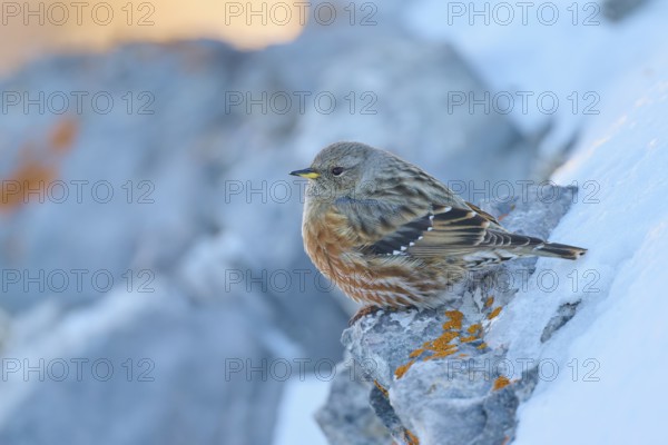 A bird huddles on a snow-covered rock with orange lichen, Alpine Accentor (Prunella collaris), Gemmi Pass, Leukerbad, Leuk, Valais, Switzerland
