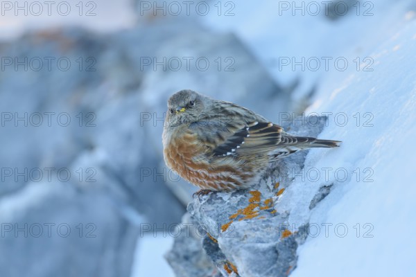 A bird resting on a snow-covered rock in a cold environment, Alpine Accentor (Prunella collaris), Gemmi Pass, Leukerbad, Leuk, Valais, Switzerland