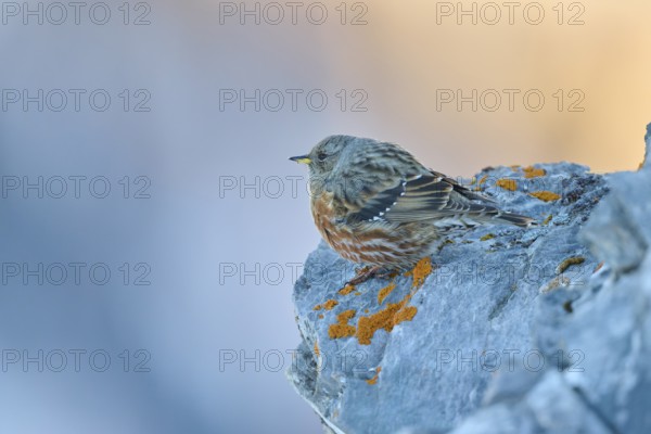 A bird sits quietly on a rocky outcrop in a mountain landscape, Alpine Accentor (Prunella collaris), Gemmi Pass, Leukerbad, Leuk, Valais, Switzerland