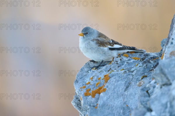 A bird rests relaxed on a rock, the surroundings seem quiet and peaceful, Snowfinch (Montifringilla nivalis), Gemmi Pass, Leukerbad, Leuk, Valais, Switzerland
