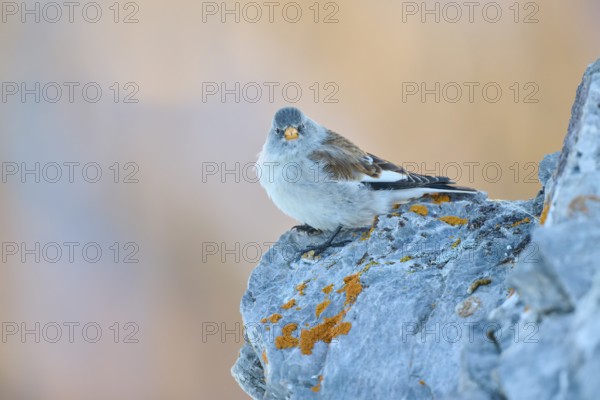 A bird with open beak sitting on a rocky ground, Snowfinch (Montifringilla nivalis), Gemmi Pass, Leukerbad, Leuk, Valais, Switzerland