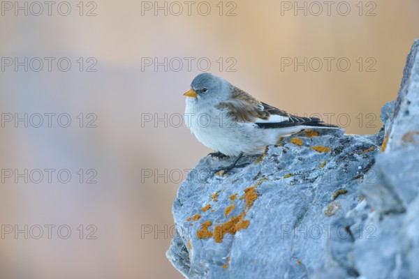 A bird sits peacefully on a rock with orange-coloured lichen cover, Snowfinch (Montifringilla nivalis), Gemmi Pass, Leukerbad, Leuk, Valais, Switzerland