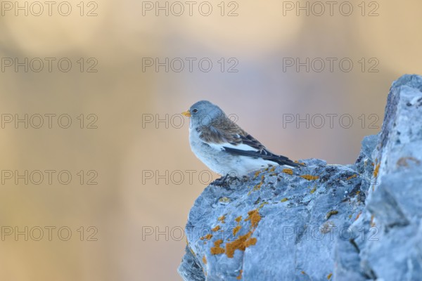 A bird sits on a rock, the scene radiates calm and serenity, Snowfinch (Montifringilla nivalis), Gemmi Pass, Leukerbad, Leuk, Valais, Switzerland